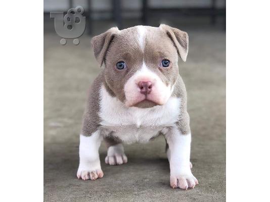 Pitbull